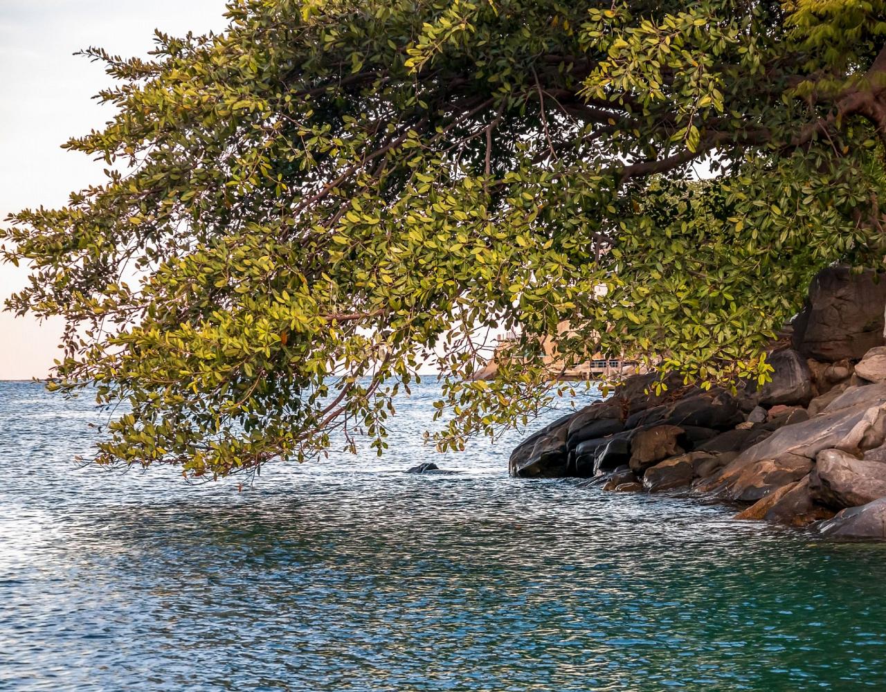 Birding Mexico, Bird watching Mexico, Pacific Ocean, North American birds, Naturalist Journeys, Wildlife Tour, Wildlife Photography, Ecotourism, Specialty Birds, Endemic Birds, Birding Hotspot 