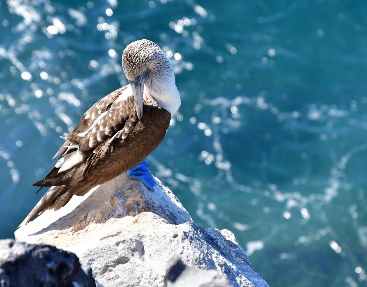 Birding Mexico, Bird watching Mexico, Pacific Ocean, North American birds, Naturalist Journeys, Wildlife Tour, Wildlife Photography, Ecotourism, Specialty Birds, Endemic Birds, Birding Hotspot 