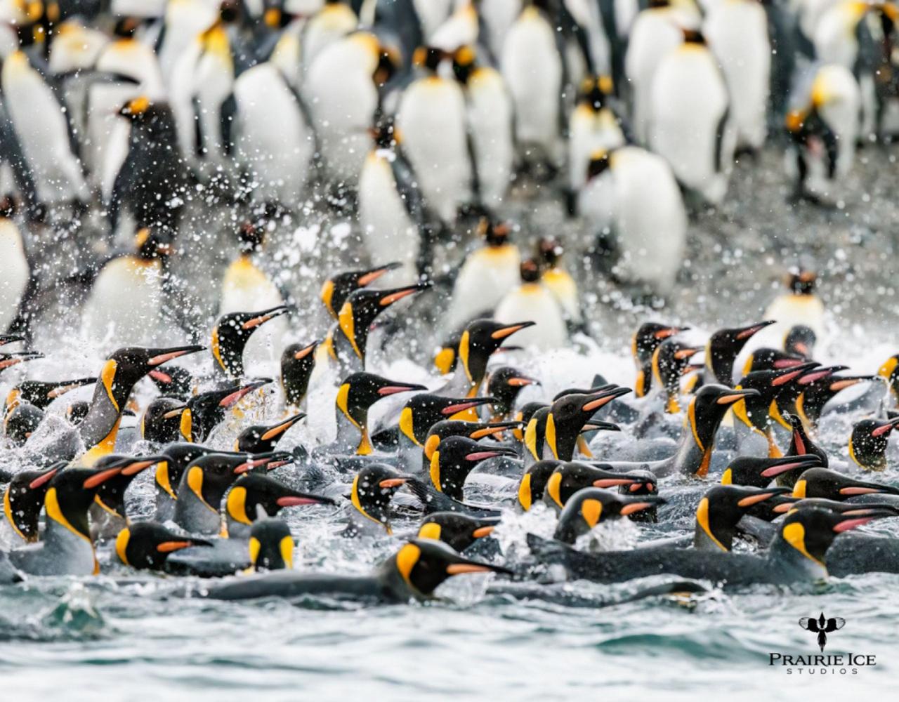 Birding Antarctica, Bird watching Antarctica, Falkland Islands, South Georgia, Naturalist Journeys, Wildlife Tour, Wildlife Photography, Ecotourism, Specialty Birds, Endemic Birds, Birding Hotspot 