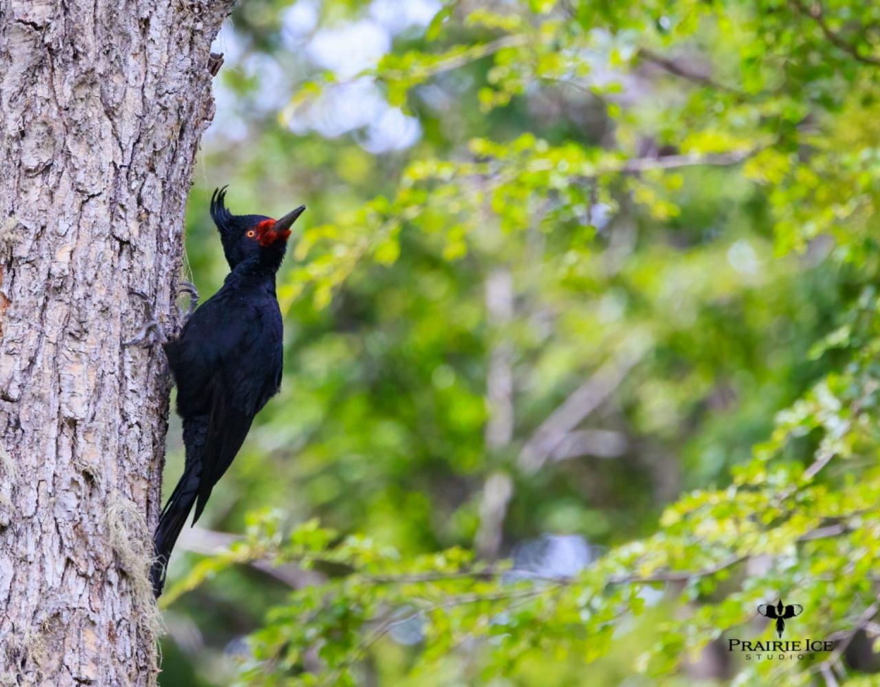 Birding Antarctica, Bird watching Antarctica, Falkland Islands, South Georgia, Naturalist Journeys, Wildlife Tour, Wildlife Photography, Ecotourism, Specialty Birds, Endemic Birds, Birding Hotspot 
