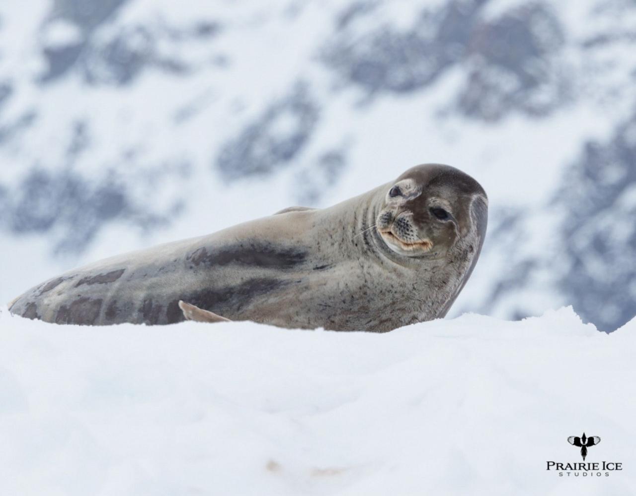Birding Antarctica, Bird watching Antarctica, Falkland Islands, South Georgia, Naturalist Journeys, Wildlife Tour, Wildlife Photography, Ecotourism, Specialty Birds, Endemic Birds, Birding Hotspot 