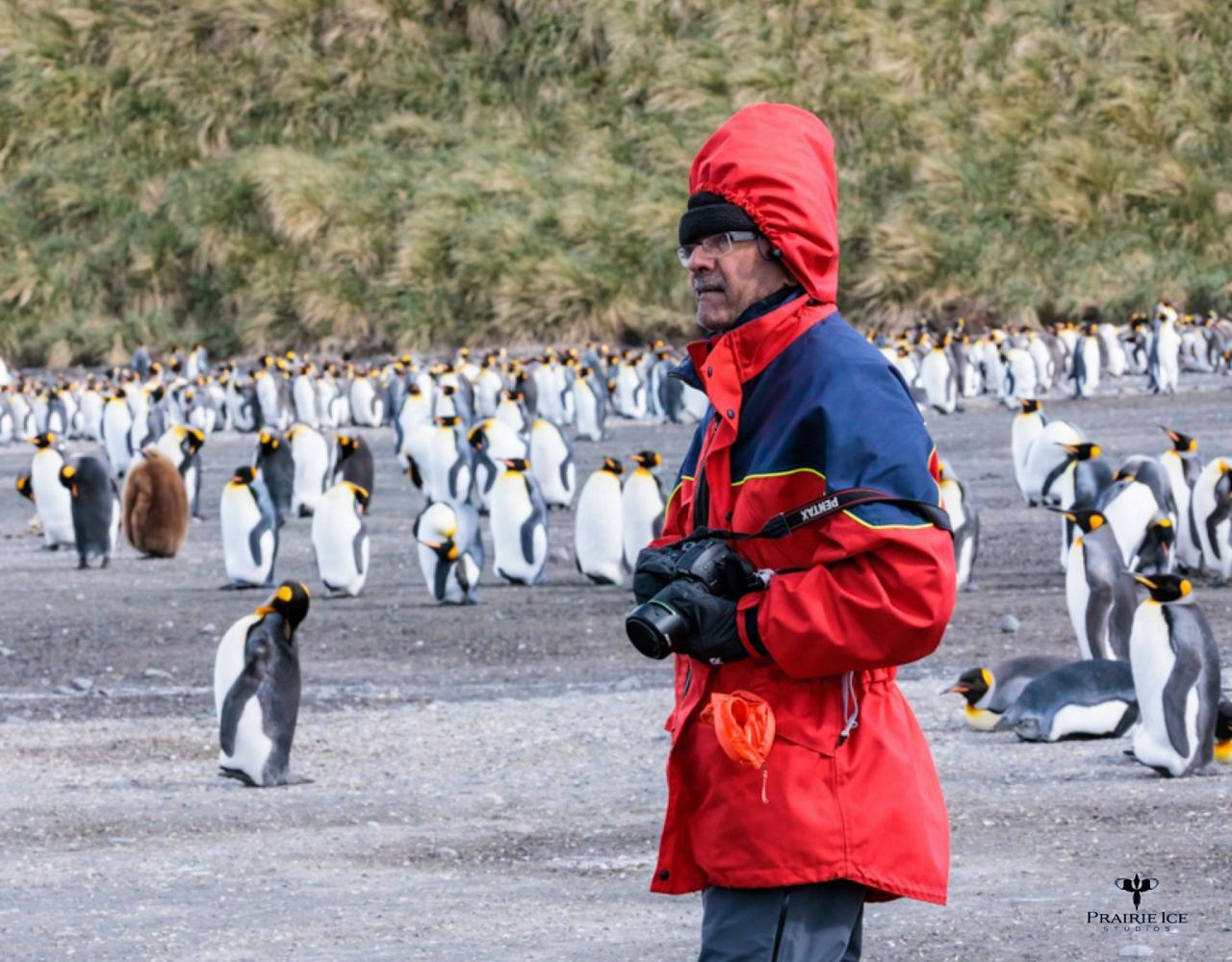 Birding Antarctica, Bird watching Antarctica, Falkland Islands, South Georgia, Naturalist Journeys, Wildlife Tour, Wildlife Photography, Ecotourism, Specialty Birds, Endemic Birds, Birding Hotspot 