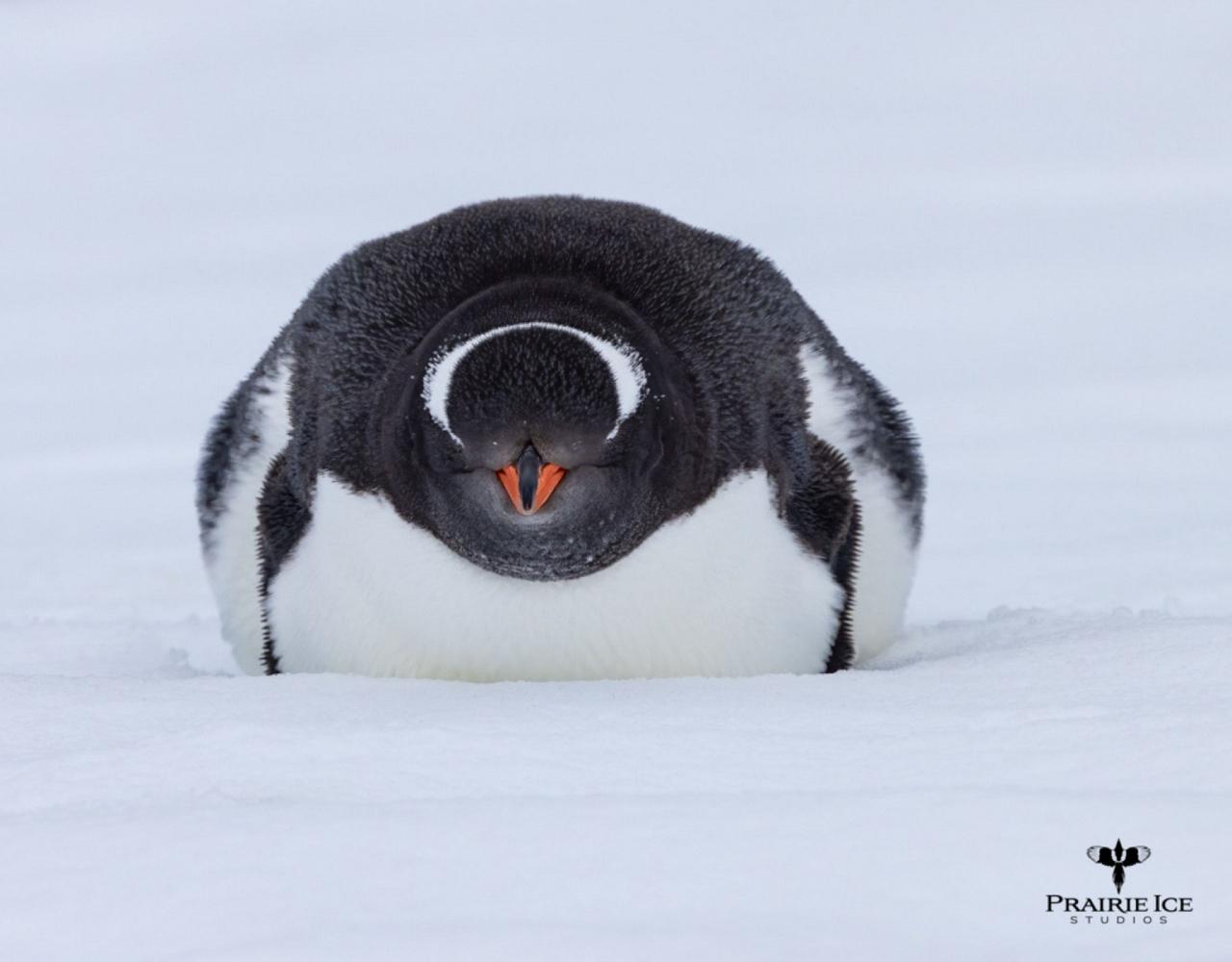 Birding Antarctica, Bird watching Antarctica, Falkland Islands, South Georgia, Naturalist Journeys, Wildlife Tour, Wildlife Photography, Ecotourism, Specialty Birds, Endemic Birds, Birding Hotspot 