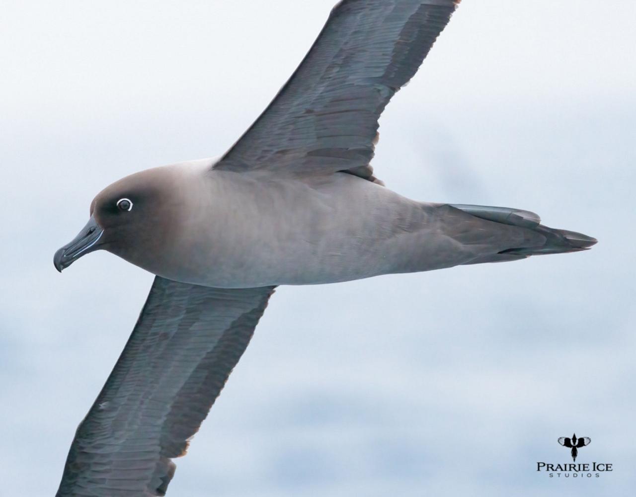 Birding Antarctica, Bird watching Antarctica, Falkland Islands, South Georgia, Naturalist Journeys, Wildlife Tour, Wildlife Photography, Ecotourism, Specialty Birds, Endemic Birds, Birding Hotspot 