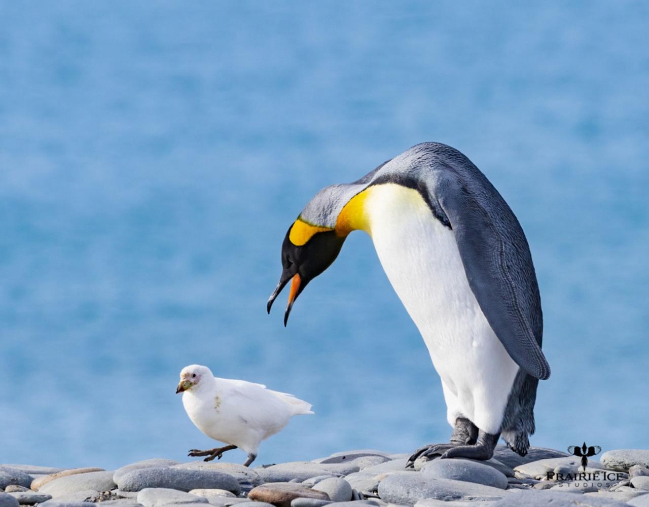 Birding Antarctica, Bird watching Antarctica, Falkland Islands, South Georgia, Naturalist Journeys, Wildlife Tour, Wildlife Photography, Ecotourism, Specialty Birds, Endemic Birds, Birding Hotspot 