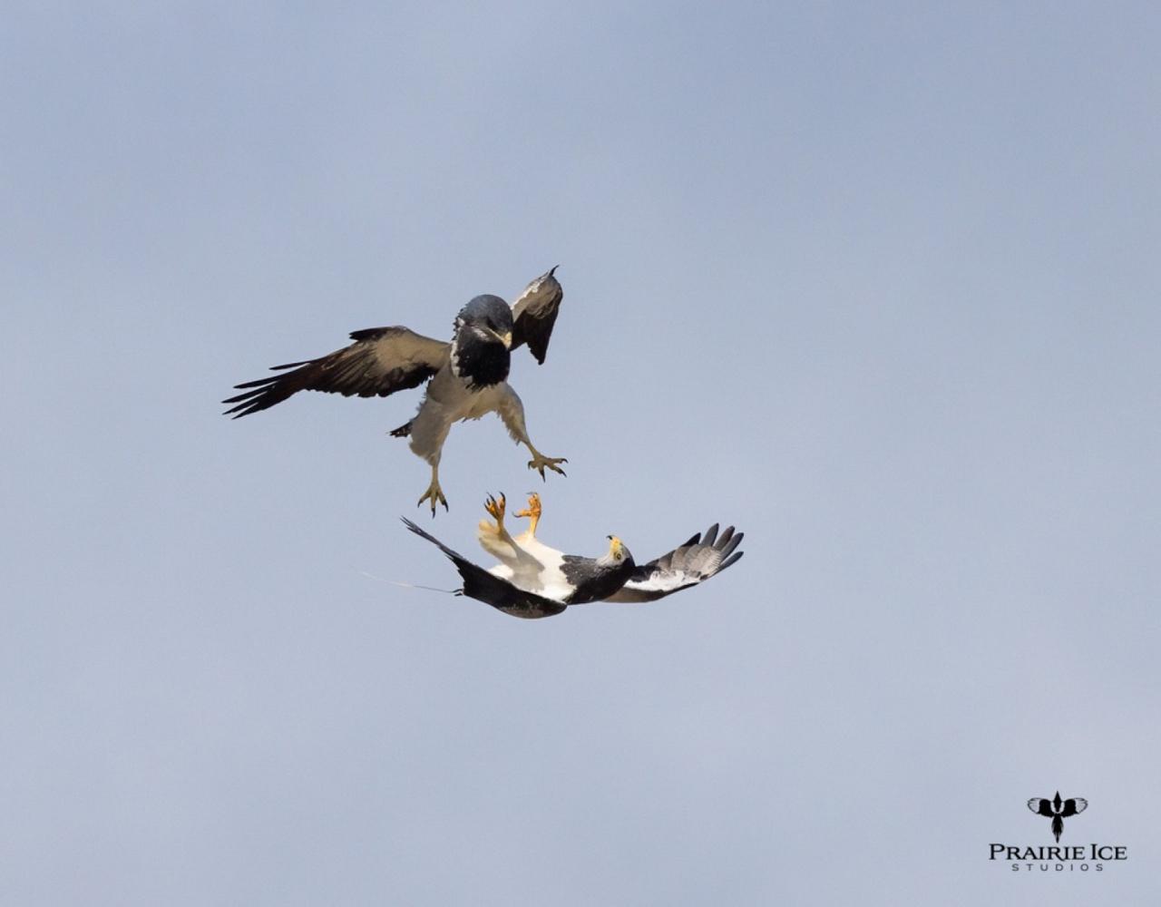 Birding Antarctica, Bird watching Antarctica, Falkland Islands, South Georgia, Naturalist Journeys, Wildlife Tour, Wildlife Photography, Ecotourism, Specialty Birds, Endemic Birds, Birding Hotspot 