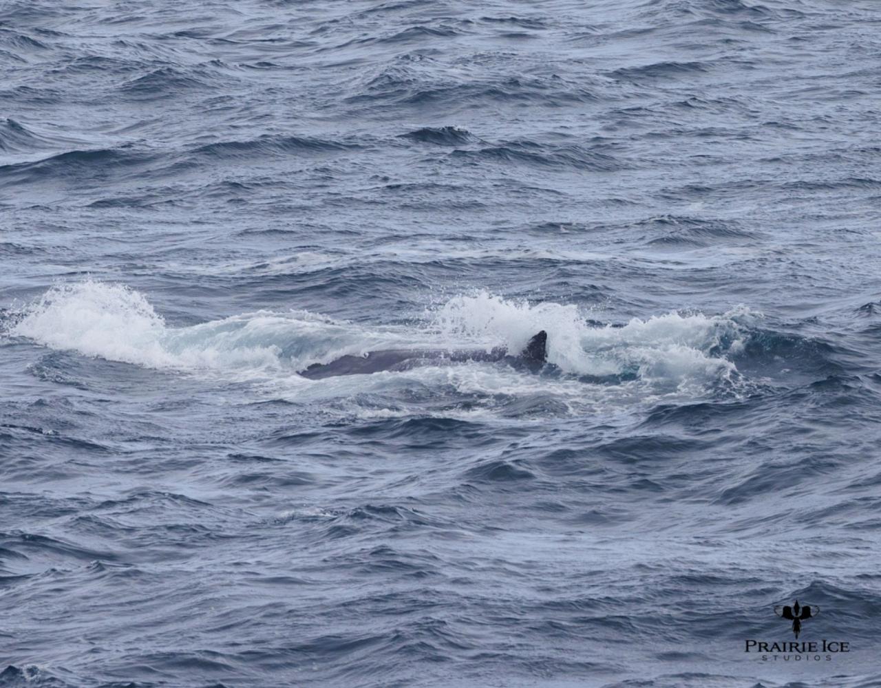 Birding Antarctica, Bird watching Antarctica, Falkland Islands, South Georgia, Naturalist Journeys, Wildlife Tour, Wildlife Photography, Ecotourism, Specialty Birds, Endemic Birds, Birding Hotspot 