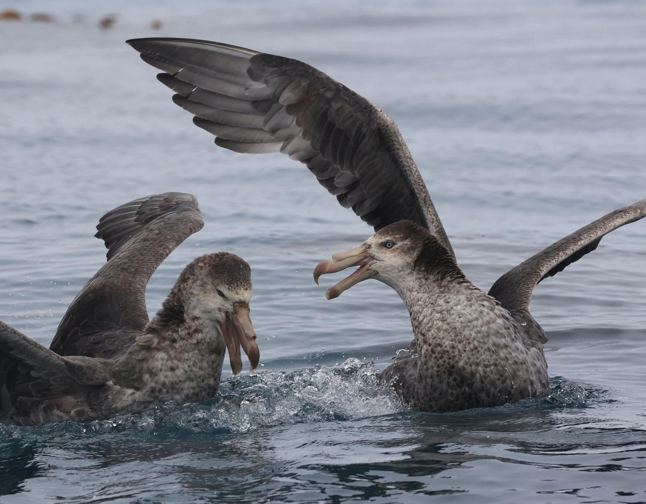 Birding Antarctica, Bird watching Antarctica, Falkland Islands, South Georgia, Naturalist Journeys, Wildlife Tour, Wildlife Photography, Ecotourism, Specialty Birds, Endemic Birds, Birding Hotspot 