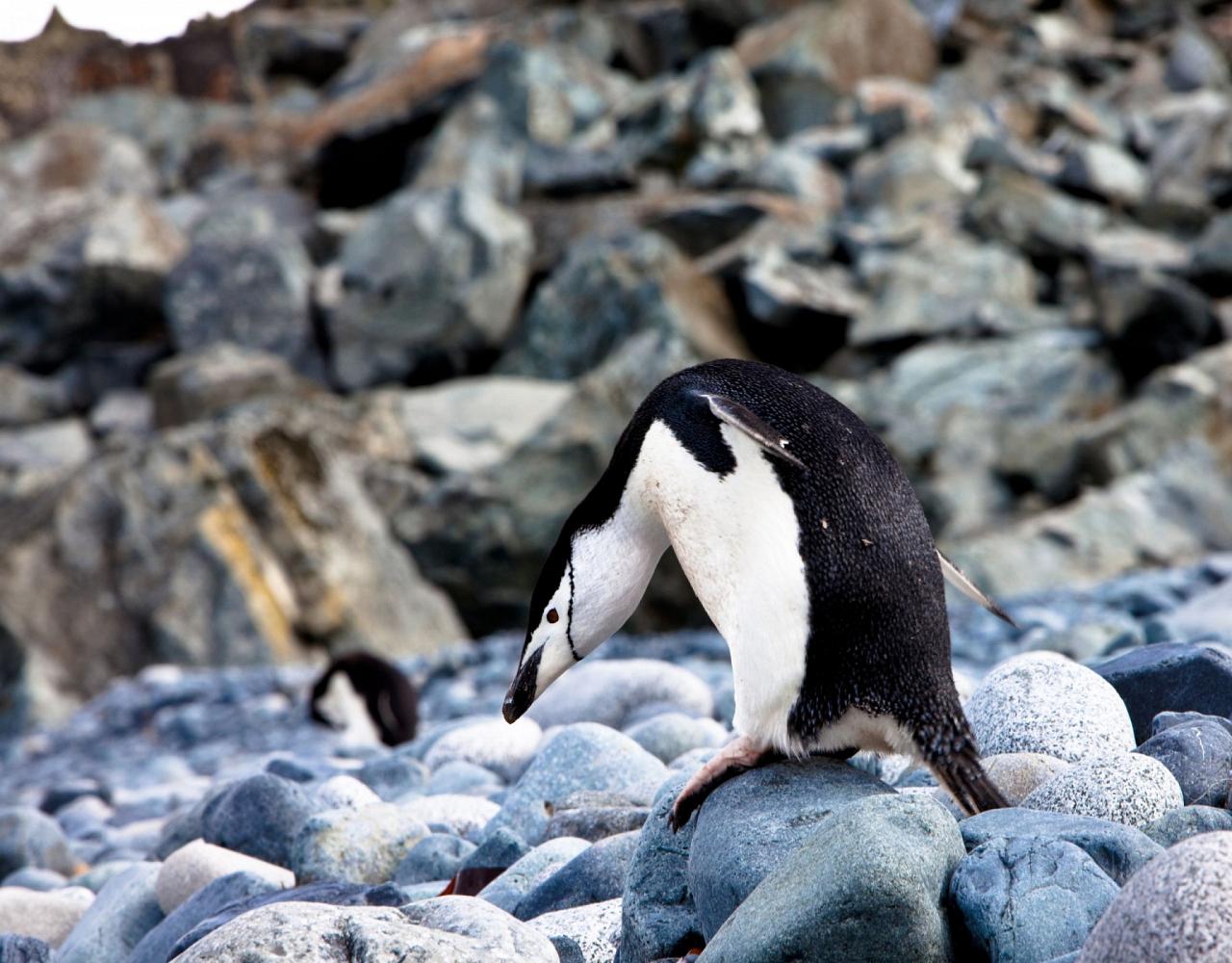Birding Antarctica, Bird watching Antarctica, Falkland Islands, South Georgia, Naturalist Journeys, Wildlife Tour, Wildlife Photography, Ecotourism, Specialty Birds, Endemic Birds, Birding Hotspot 