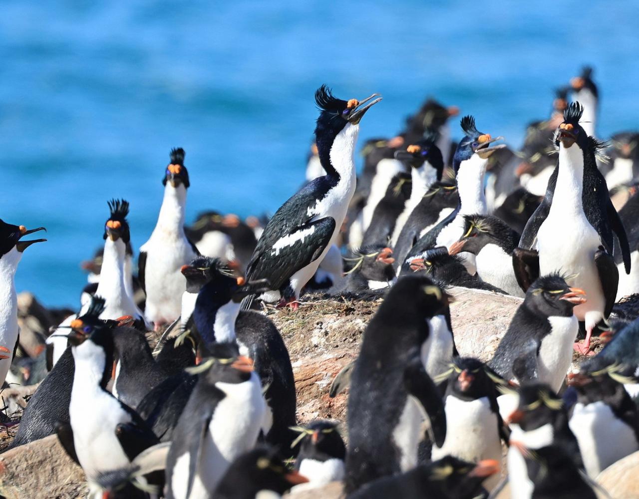 Birding Antarctica, Bird watching Antarctica, Falkland Islands, South Georgia, Naturalist Journeys, Wildlife Tour, Wildlife Photography, Ecotourism, Specialty Birds, Endemic Birds, Birding Hotspot 