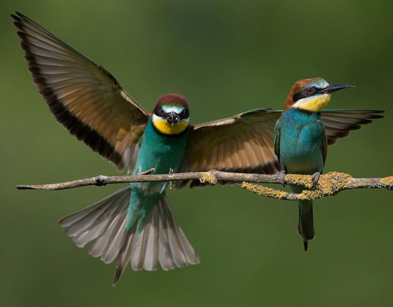 Birding the Czech Republic, Bird watching the Czech Republic, Czech Republic, European birds, Naturalist Journeys, Wildlife Tour, Wildlife Photography, Ecotourism, Specialty Birds, Endemic Birds, Birding Hotspot 