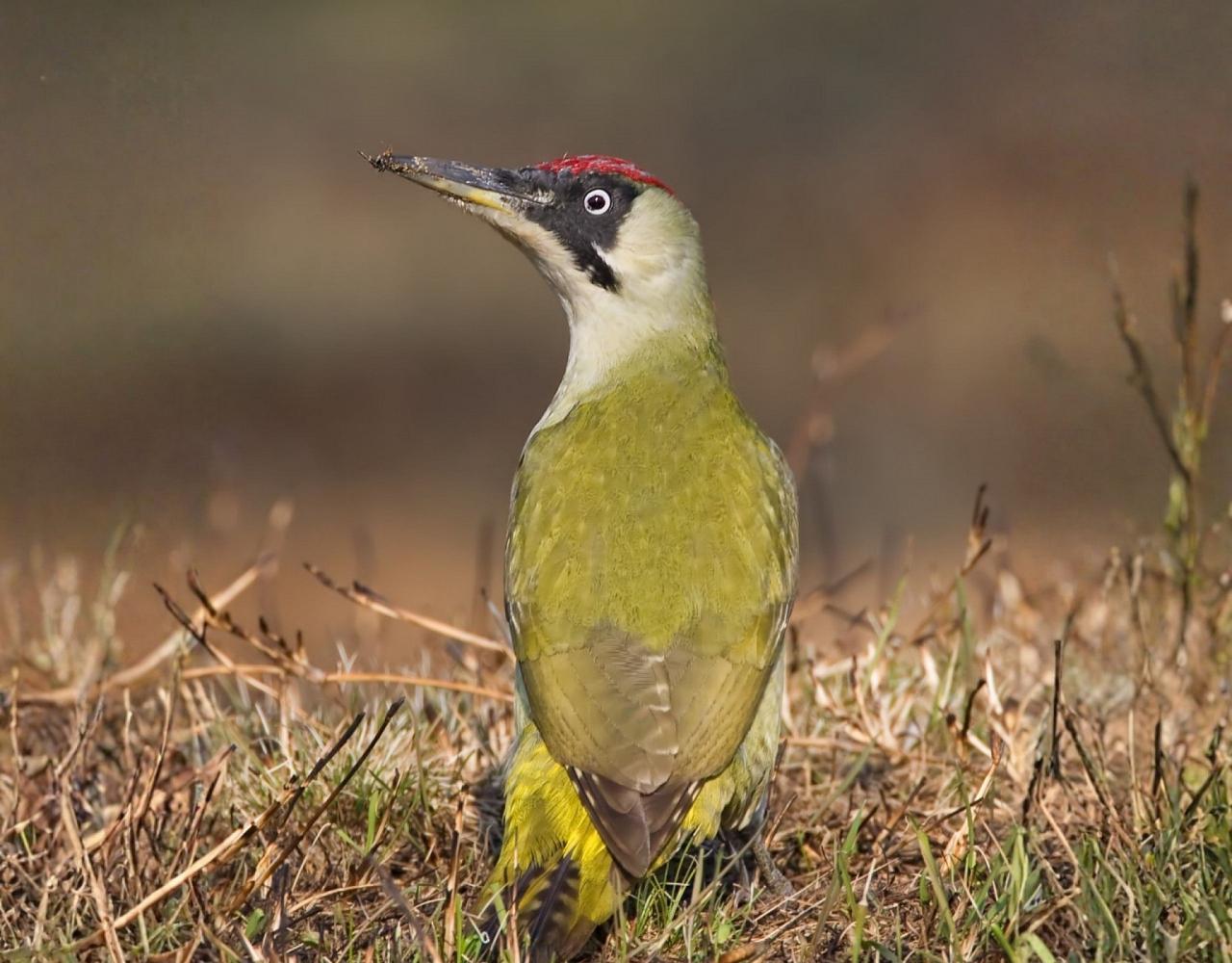 Birding the Czech Republic, Bird watching the Czech Republic, Czech Republic, European birds, Naturalist Journeys, Wildlife Tour, Wildlife Photography, Ecotourism, Specialty Birds, Endemic Birds, Birding Hotspot 