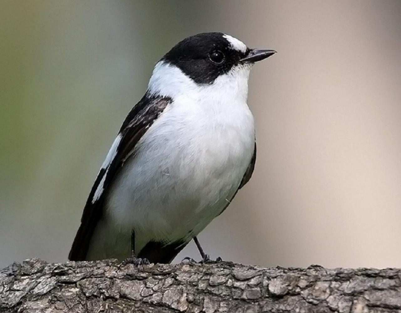 Birding the Czech Republic, Bird watching the Czech Republic, Czech Republic, European birds, Naturalist Journeys, Wildlife Tour, Wildlife Photography, Ecotourism, Specialty Birds, Endemic Birds, Birding Hotspot 