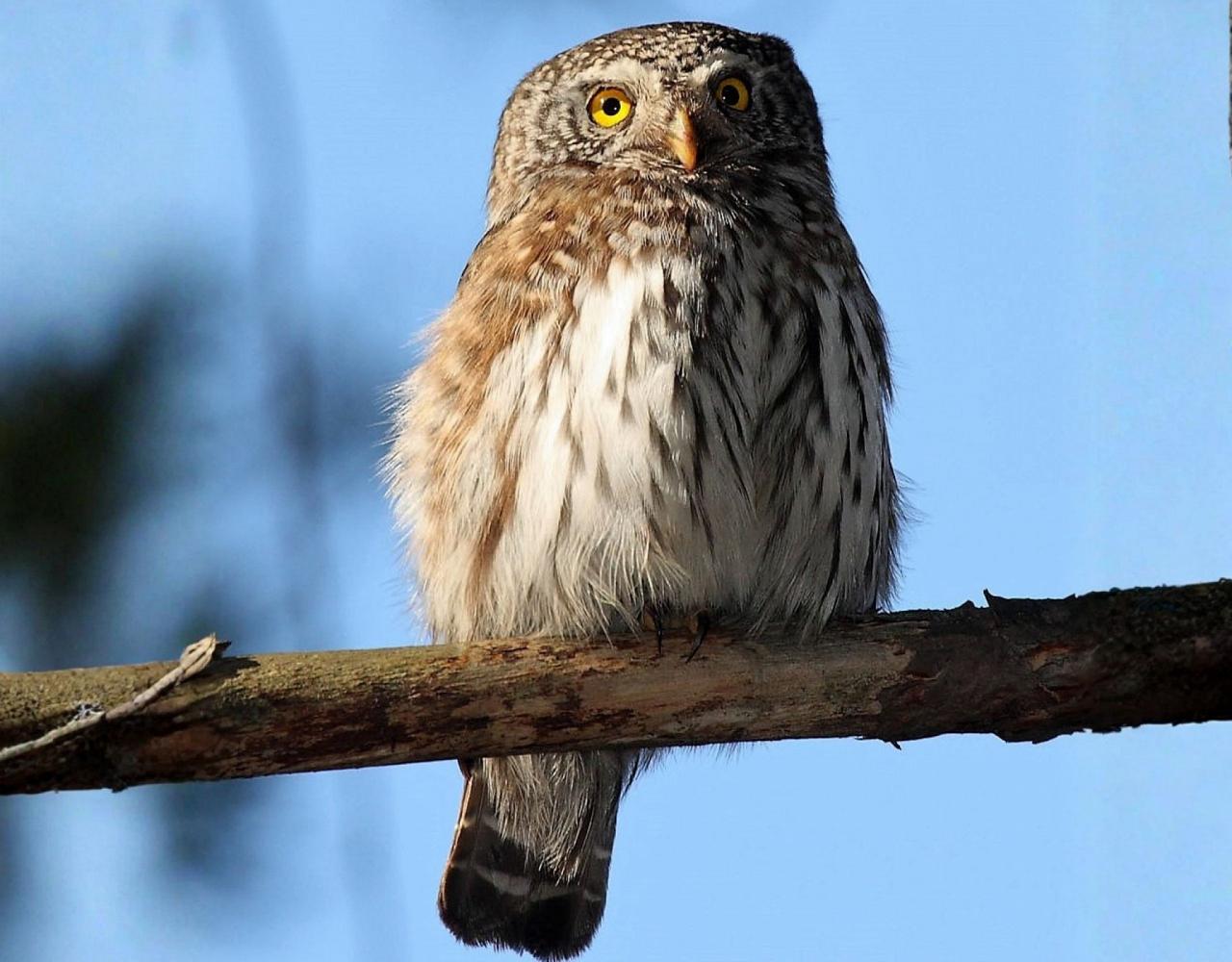 Birding the Czech Republic, Bird watching the Czech Republic, Czech Republic, European birds, Naturalist Journeys, Wildlife Tour, Wildlife Photography, Ecotourism, Specialty Birds, Endemic Birds, Birding Hotspot 