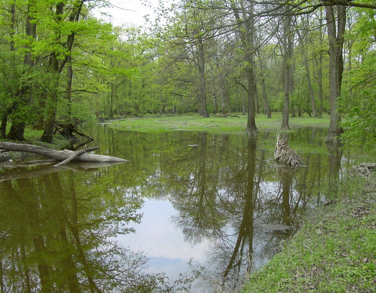 Birding the Czech Republic, Bird watching the Czech Republic, Czech Republic, European birds, Naturalist Journeys, Wildlife Tour, Wildlife Photography, Ecotourism, Specialty Birds, Endemic Birds, Birding Hotspot 