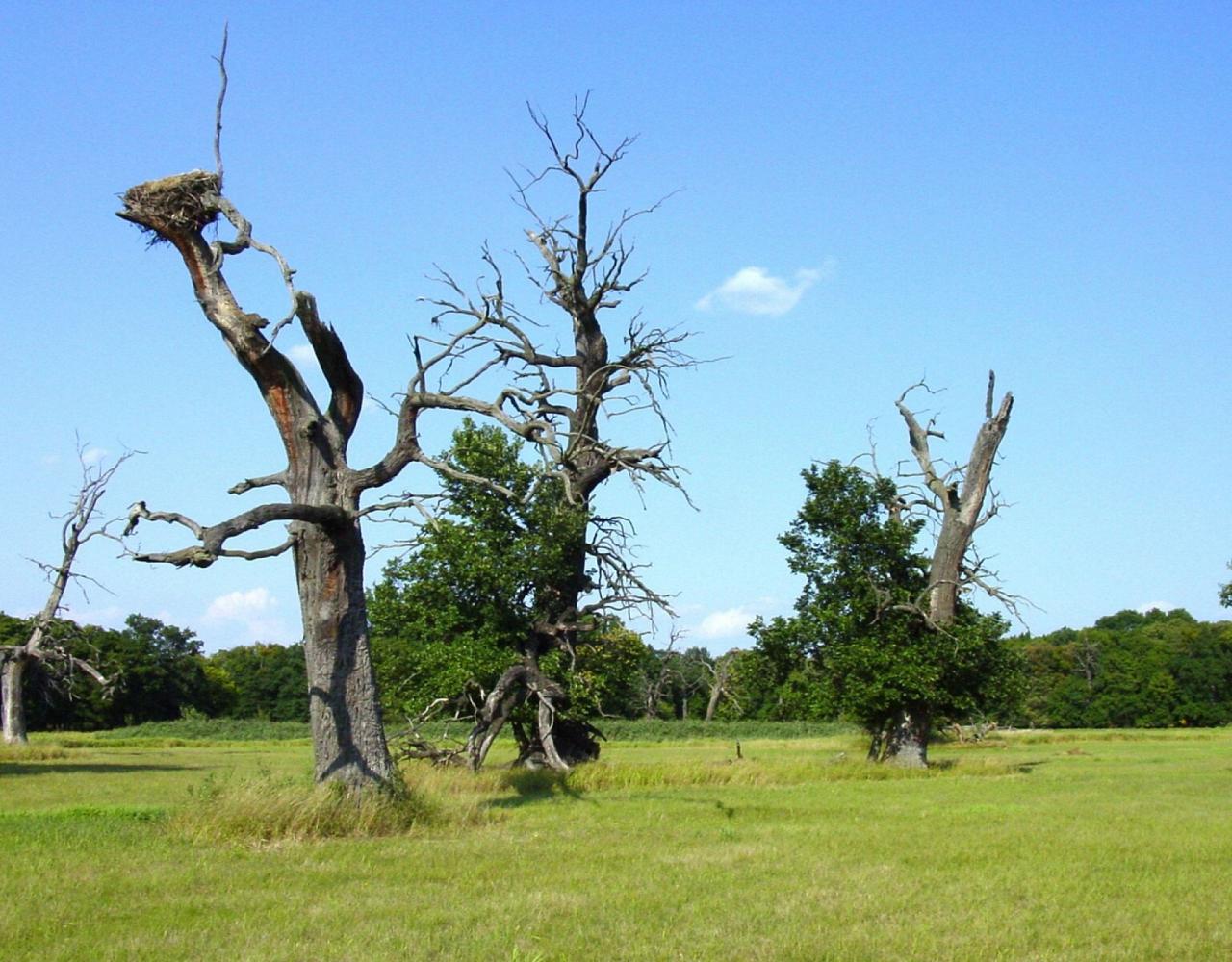 Birding the Czech Republic, Bird watching the Czech Republic, Czech Republic, European birds, Naturalist Journeys, Wildlife Tour, Wildlife Photography, Ecotourism, Specialty Birds, Endemic Birds, Birding Hotspot 