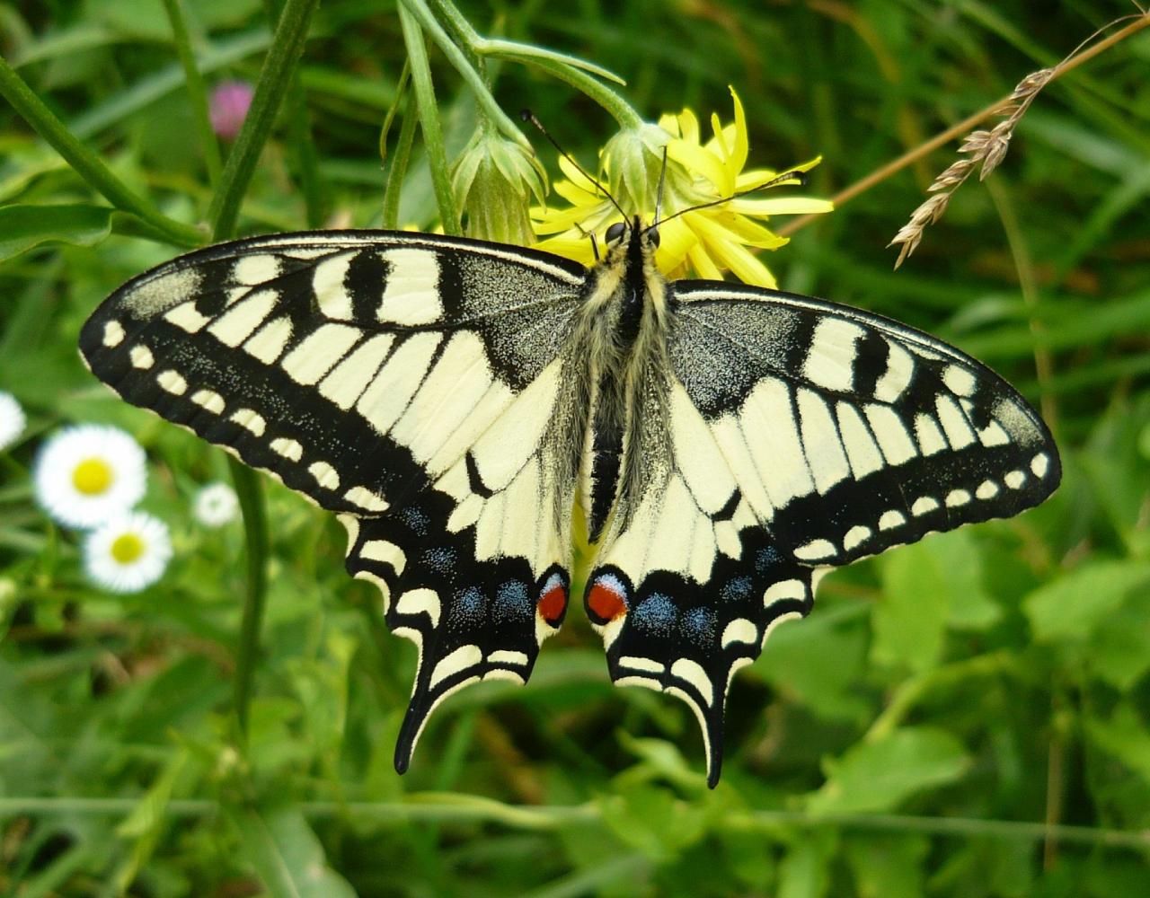 Birding the Czech Republic, Bird watching the Czech Republic, Czech Republic, European birds, Naturalist Journeys, Wildlife Tour, Wildlife Photography, Ecotourism, Specialty Birds, Endemic Birds, Birding Hotspot 