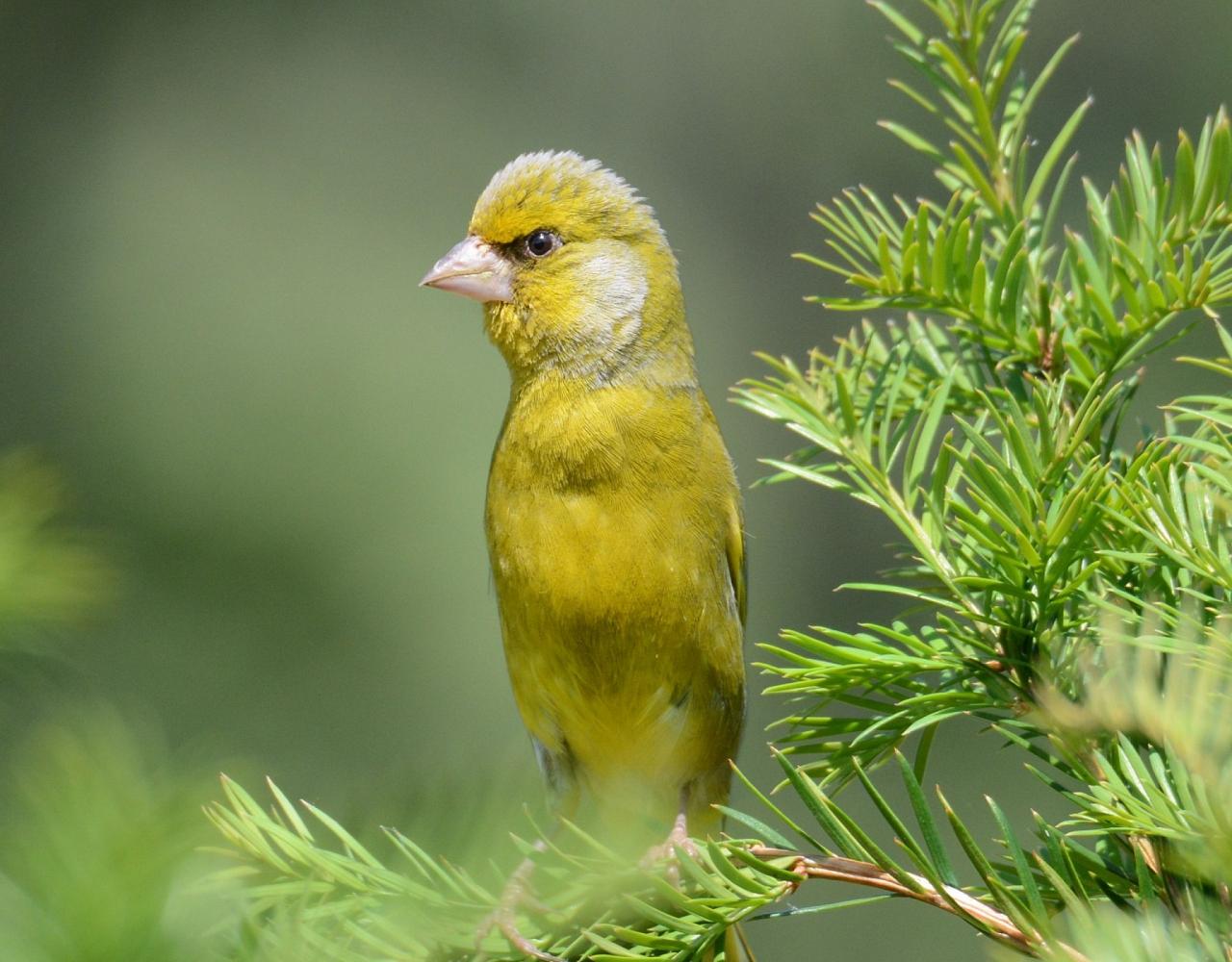 Birding the Czech Republic, Bird watching the Czech Republic, Czech Republic, European birds, Naturalist Journeys, Wildlife Tour, Wildlife Photography, Ecotourism, Specialty Birds, Endemic Birds, Birding Hotspot 