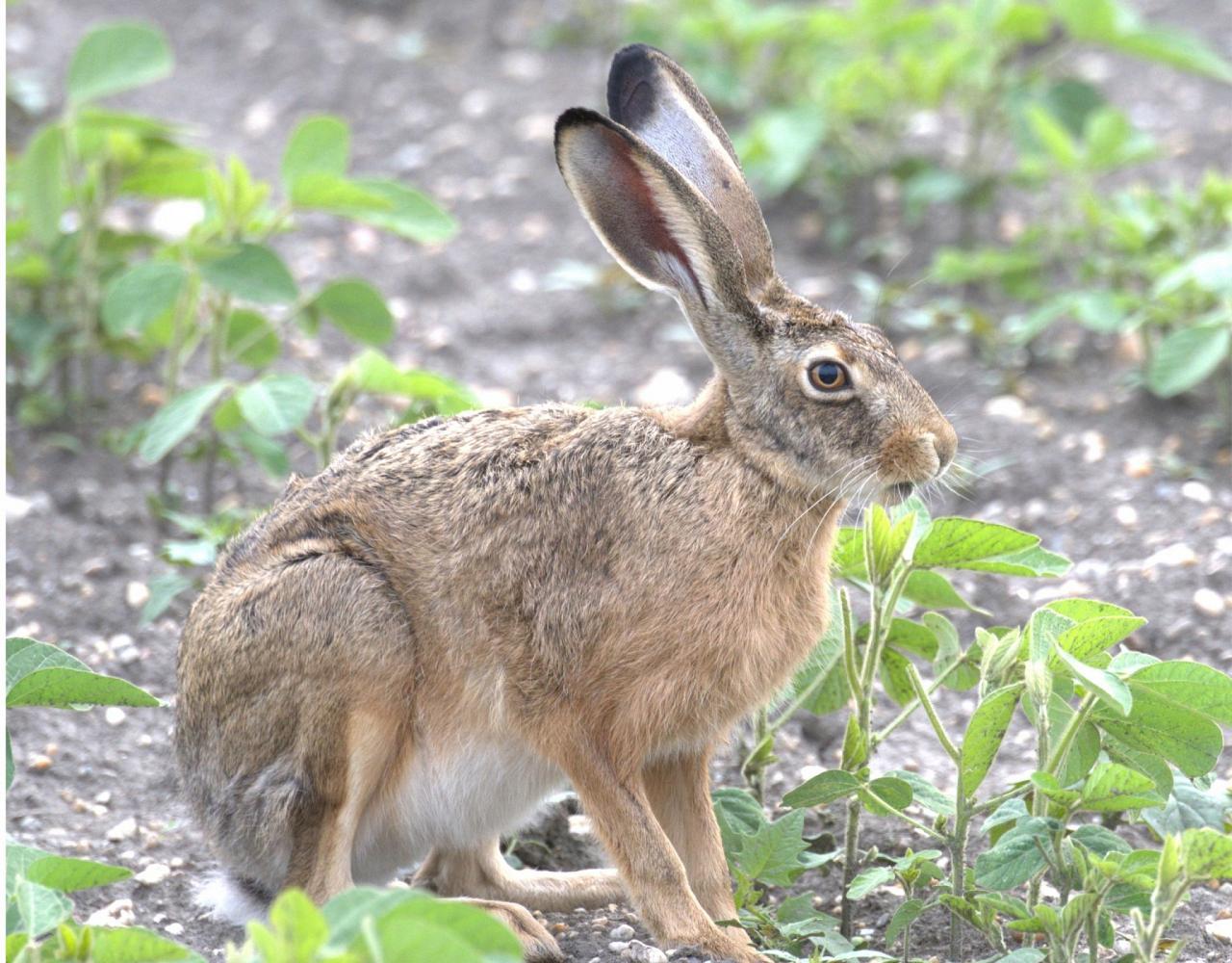 Birding the Czech Republic, Bird watching the Czech Republic, Czech Republic, European birds, Naturalist Journeys, Wildlife Tour, Wildlife Photography, Ecotourism, Specialty Birds, Endemic Birds, Birding Hotspot 