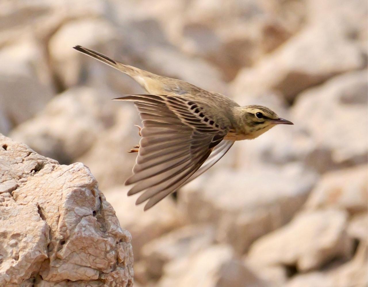 Birding Croatia, Birding Europe, Bird watching Croatia, Adriatic Sea, Balkan Peninsula, Nature Tour, Naturalist Journeys, Wildlife Tour, Wildlife Photography, Ecotourism, Specialty Birds, Birding Hotspot, Krka National Park, Pag, Spring Migration, European Wildlife Tour