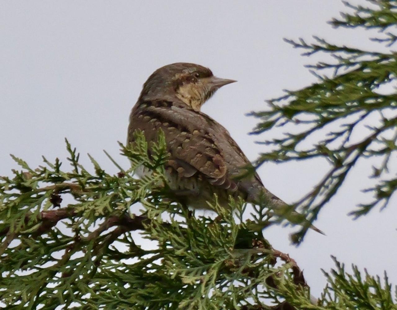 Birding Croatia, Birding Europe, Bird watching Croatia, Adriatic Sea, Balkan Peninsula, Nature Tour, Naturalist Journeys, Wildlife Tour, Wildlife Photography, Ecotourism, Specialty Birds, Birding Hotspot, Krka National Park, Pag, Spring Migration, European Wildlife Tour