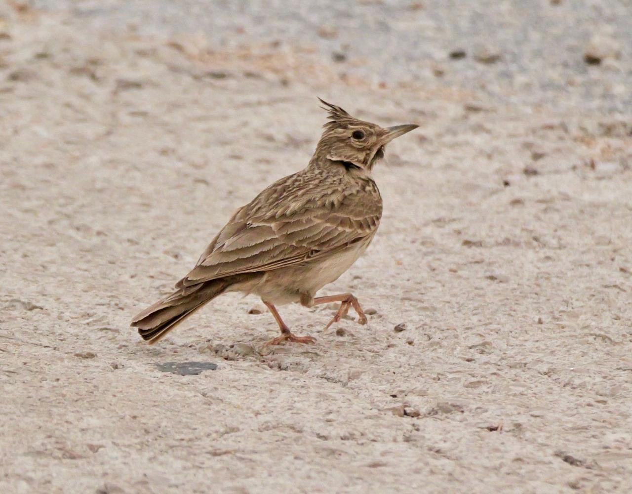 Birding Croatia, Birding Europe, Bird watching Croatia, Adriatic Sea, Balkan Peninsula, Nature Tour, Naturalist Journeys, Wildlife Tour, Wildlife Photography, Ecotourism, Specialty Birds, Birding Hotspot, Krka National Park, Pag, Spring Migration, European Wildlife Tour
