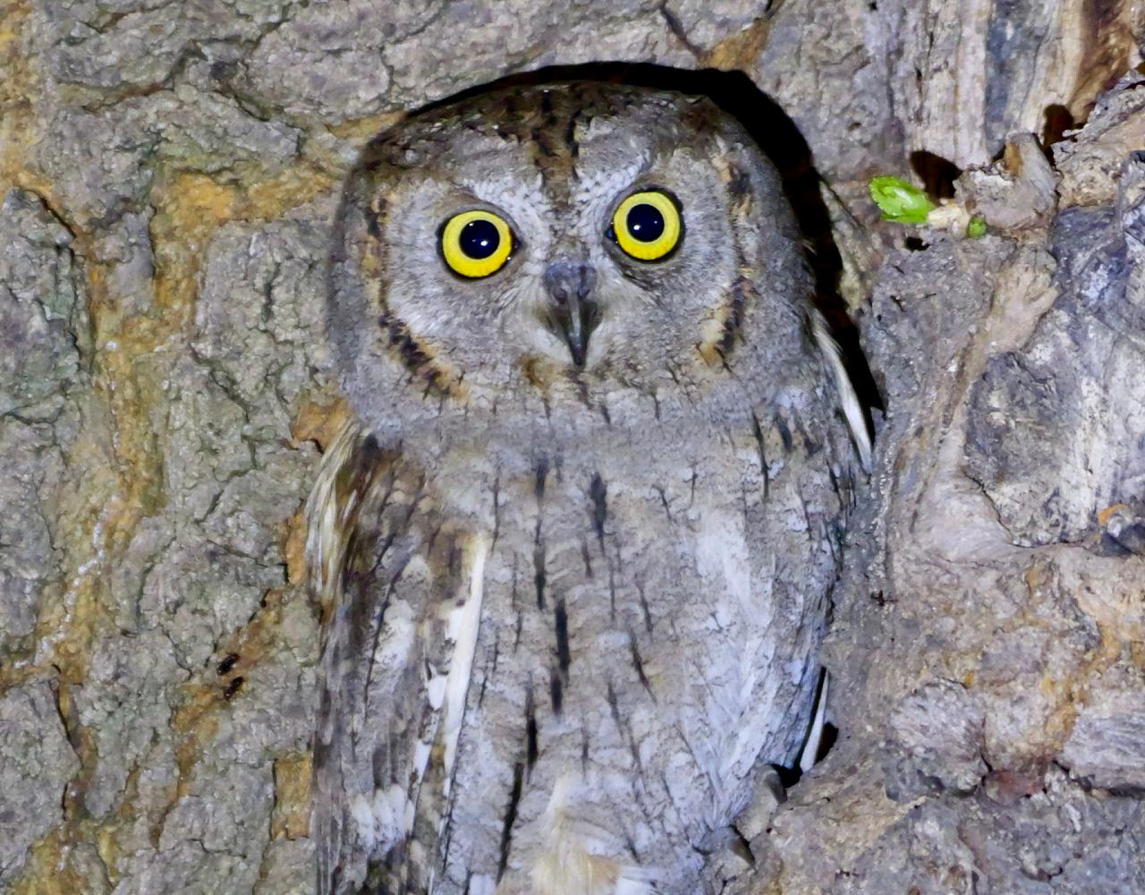 Birding Croatia, Birding Europe, Bird watching Croatia, Adriatic Sea, Balkan Peninsula, Nature Tour, Naturalist Journeys, Wildlife Tour, Wildlife Photography, Ecotourism, Specialty Birds, Birding Hotspot, Krka National Park, Pag, Spring Migration, European Wildlife Tour