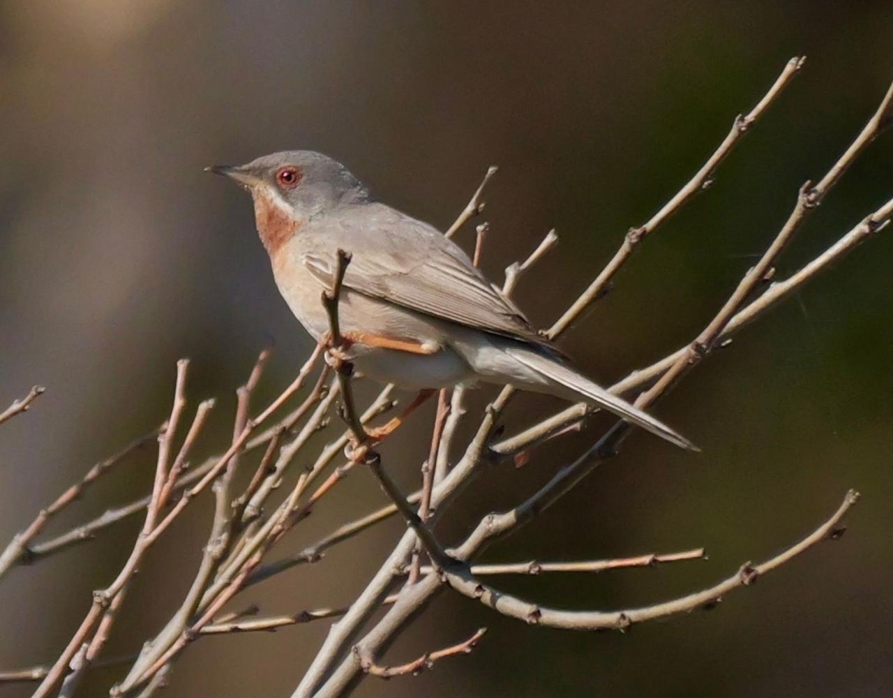 Birding Croatia, Birding Europe, Bird watching Croatia, Adriatic Sea, Balkan Peninsula, Nature Tour, Naturalist Journeys, Wildlife Tour, Wildlife Photography, Ecotourism, Specialty Birds, Birding Hotspot, Krka National Park, Pag, Spring Migration, European Wildlife Tour