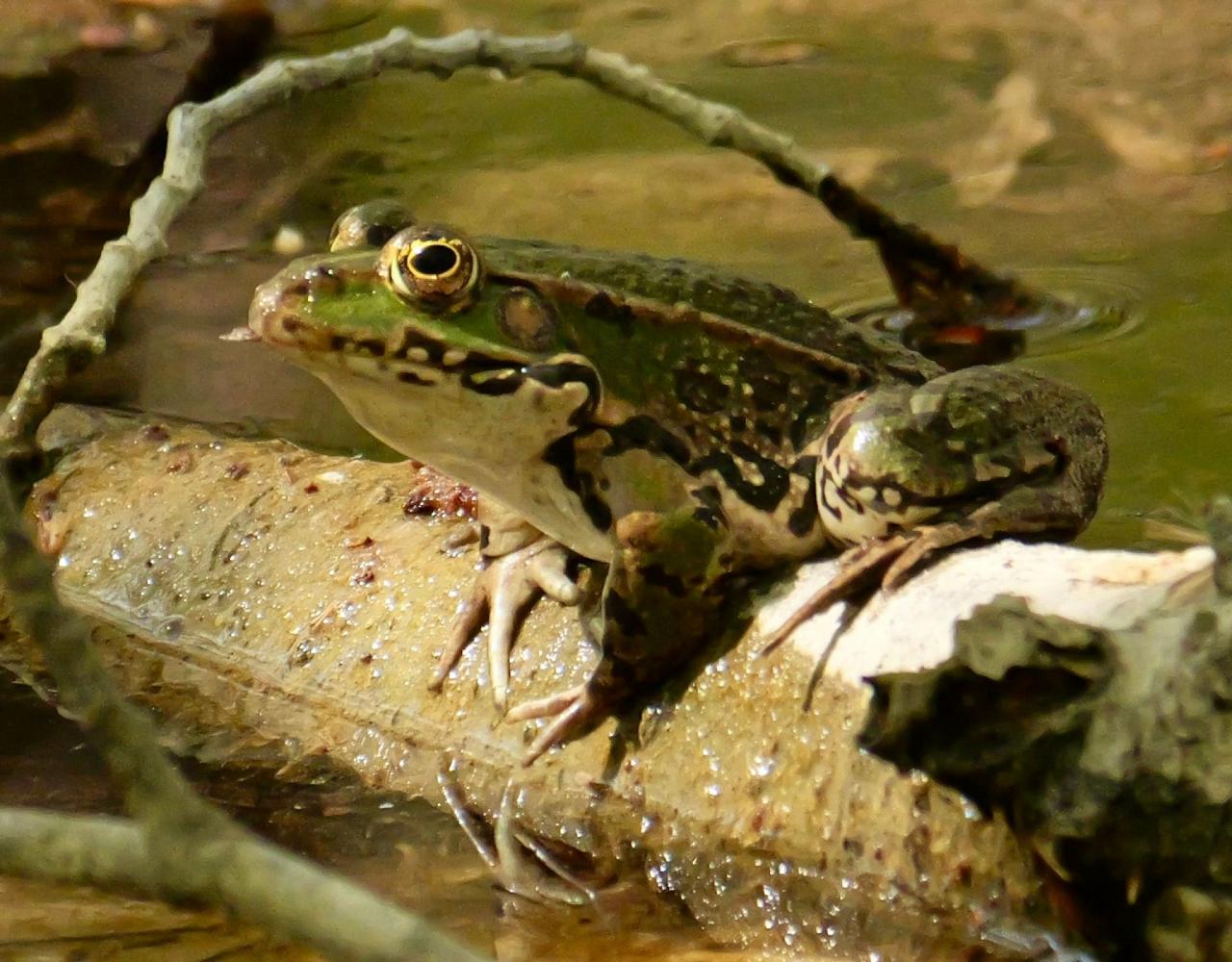 Birding Croatia, Birding Europe, Bird watching Croatia, Adriatic Sea, Balkan Peninsula, Nature Tour, Naturalist Journeys, Wildlife Tour, Wildlife Photography, Ecotourism, Specialty Birds, Birding Hotspot, Krka National Park, Pag, Spring Migration, European Wildlife Tour