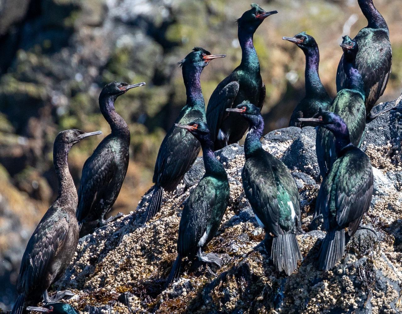 Birding Alaska, Bird Watching Alaska, Birding North America, Naturalist Journeys, Wildlife Tour, Wildlife Photography, Ecotourism, Specialty Birds, Endemic Birds, Birding Hotspot, Whale Watching
