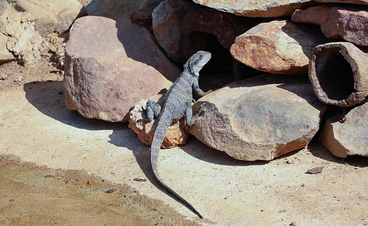 Australian Water Dragon, Australia, Australia Nature Tour, Australia Birding Tour, Naturalist Journeys 