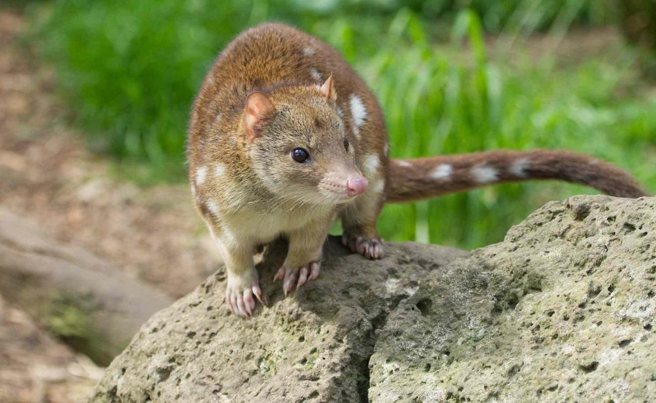 Spotted Tail Quoll, Australia, Australia Nature Tour, Australia Birding Tour, Naturalist Journeys 