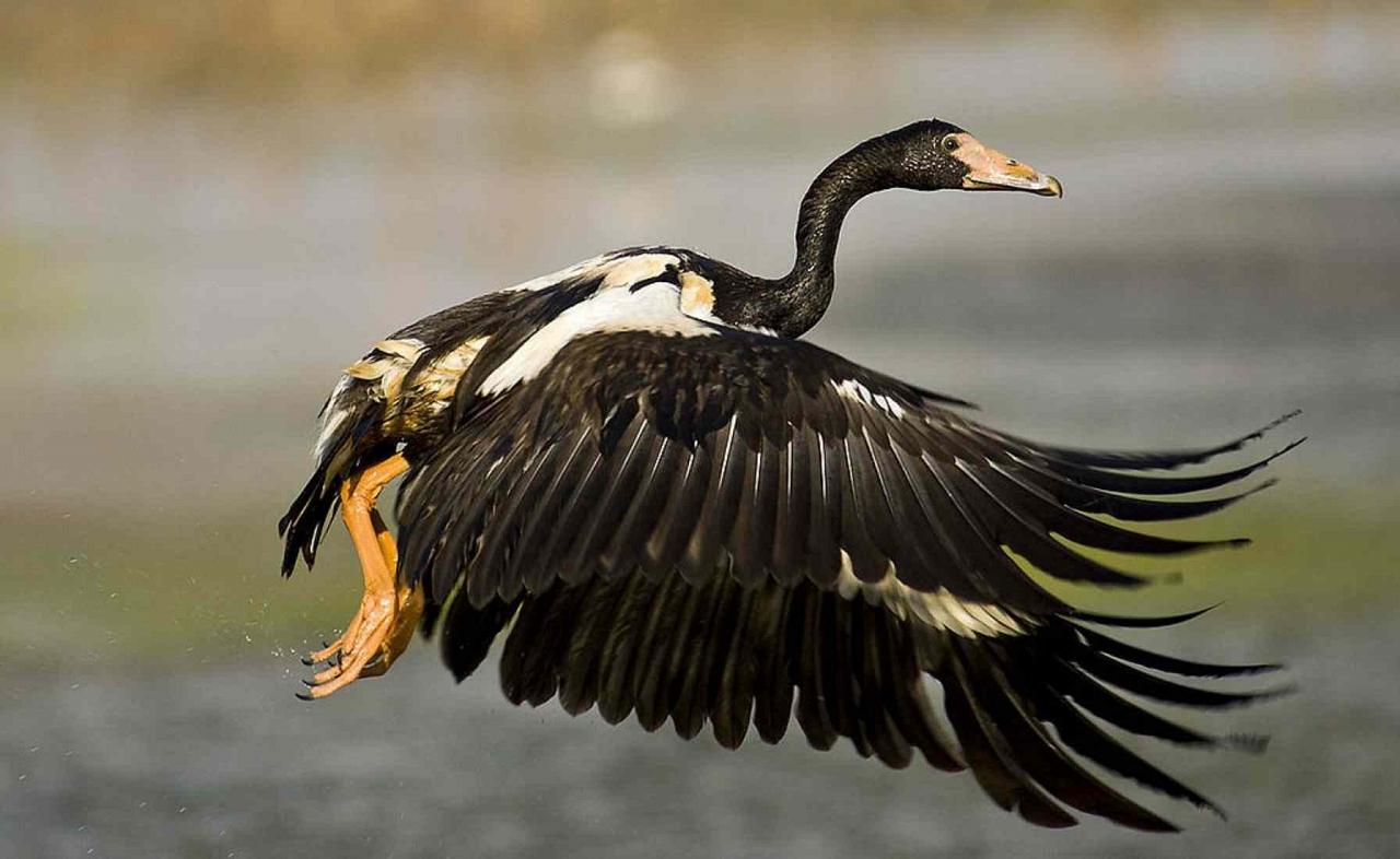 Magpie Goose, Djambalawa, Australia, Australia Nature Tour, Australia Birding Tour, Naturalist Journeys 