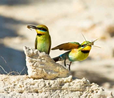 Rainbow Bee-Eater, Australia, Australia Nature Tour, Australia Birding Tour, Naturalist Journeys 