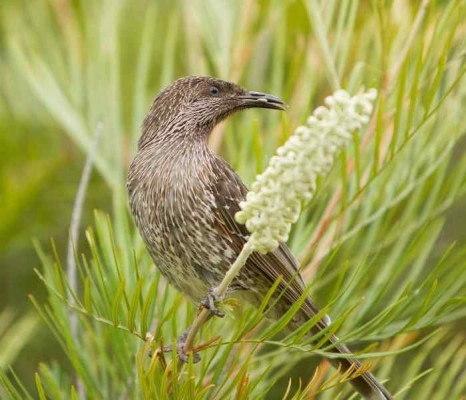 Western Wattlebird, Australia, Australia Nature Tour, Australia Birding Tour, Naturalist Journeys 