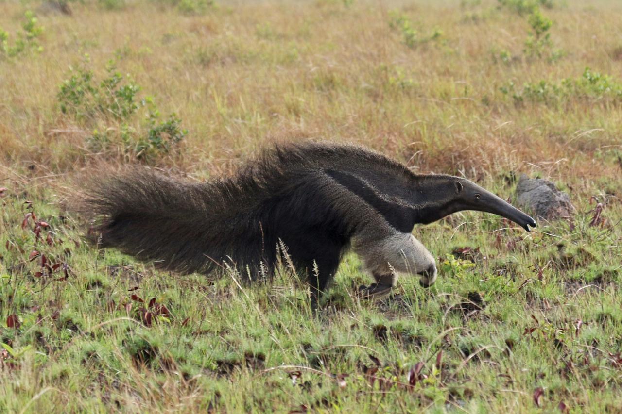 Giant Anteater, Costa Rica, Costa Rica Birding Tour, Costa Rica Nature Tour, Winter Costa Rica Tour, Monteverde, Arenal Observatory, Naturalist Journeys