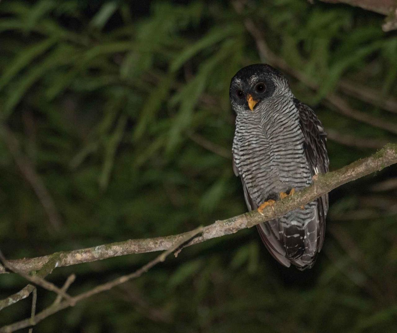 Black-and-white Owl, Costa Rica Nature Tour, Arenal Observatory, Naturalist Journeys
