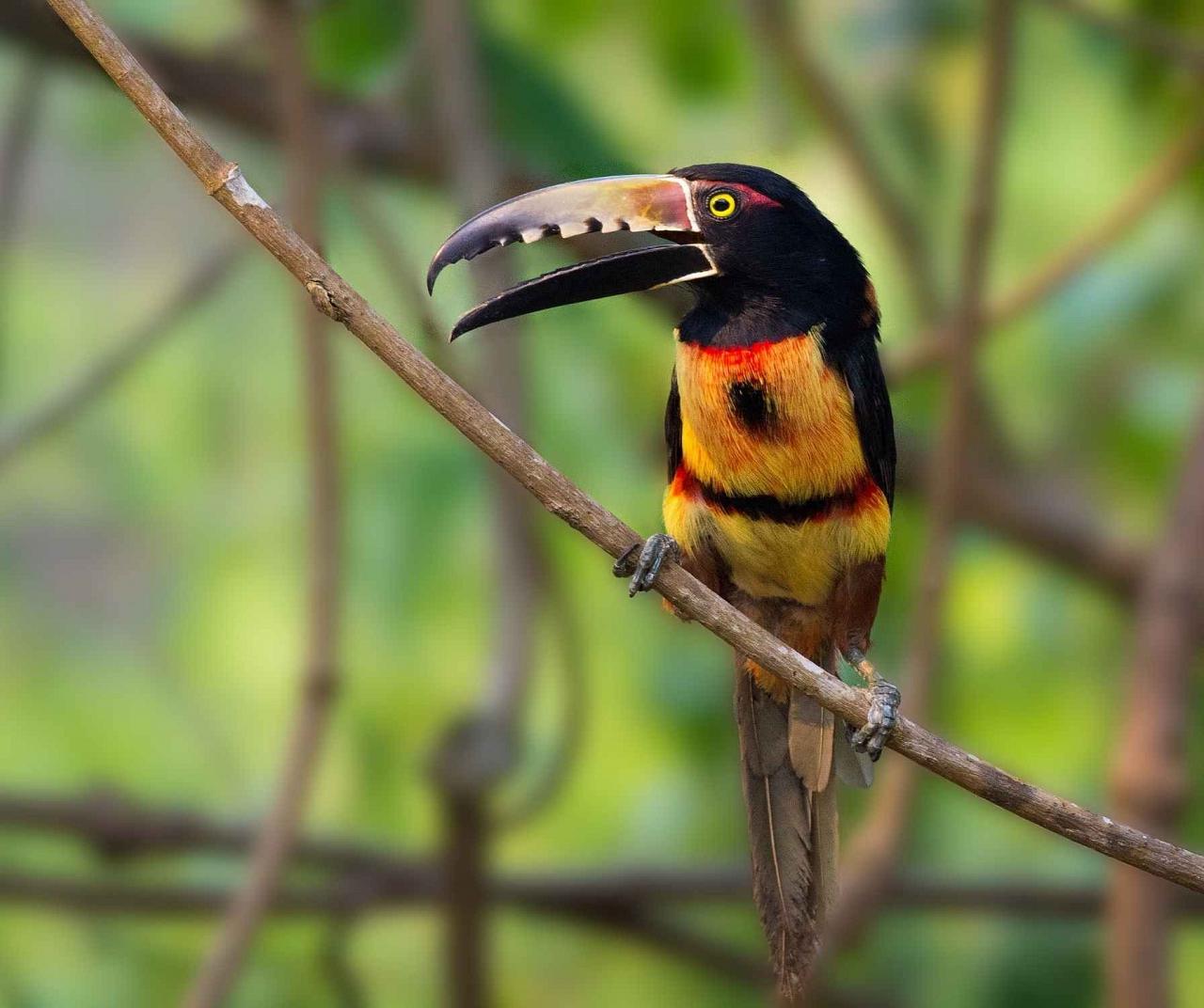 Collared Aracari, Costa Rica Nature Tour, Arenal Observatory, Naturalist Journeys