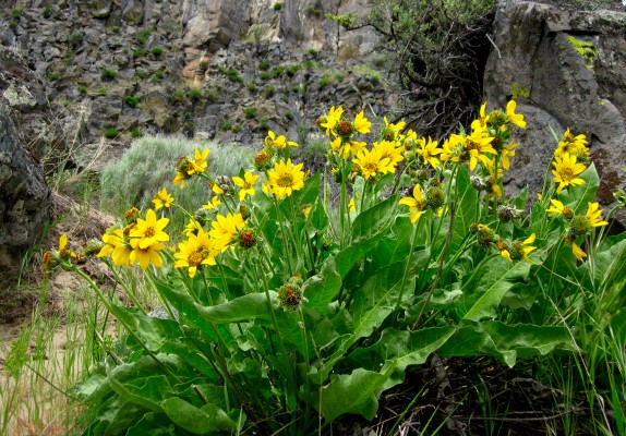 Arrowleaf Balsamroot, Oregon, Oregon Wildlife Tour, Oregon Botany, Naturalist Journeys, Oregon birding tour