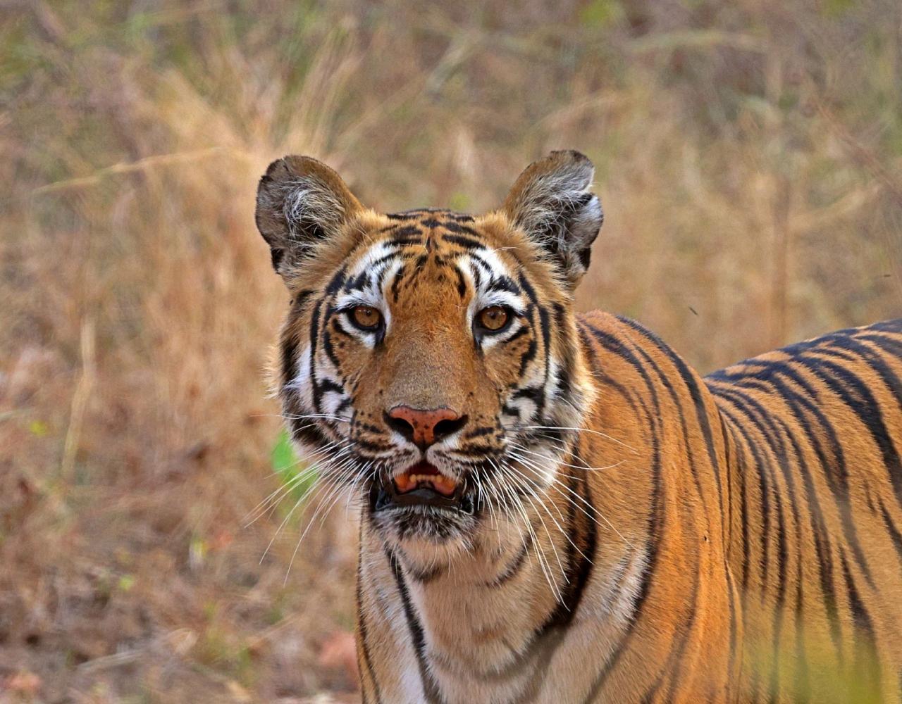 Birding India, Bird watching Asia, India Nature Tour, Big Cats in India, Naturalist Journeys, Wildlife Tour, Wildlife Photography, Ecotourism, Specialty Birds, Birding Hotspot, Tiger Reserve, Snow Leopards