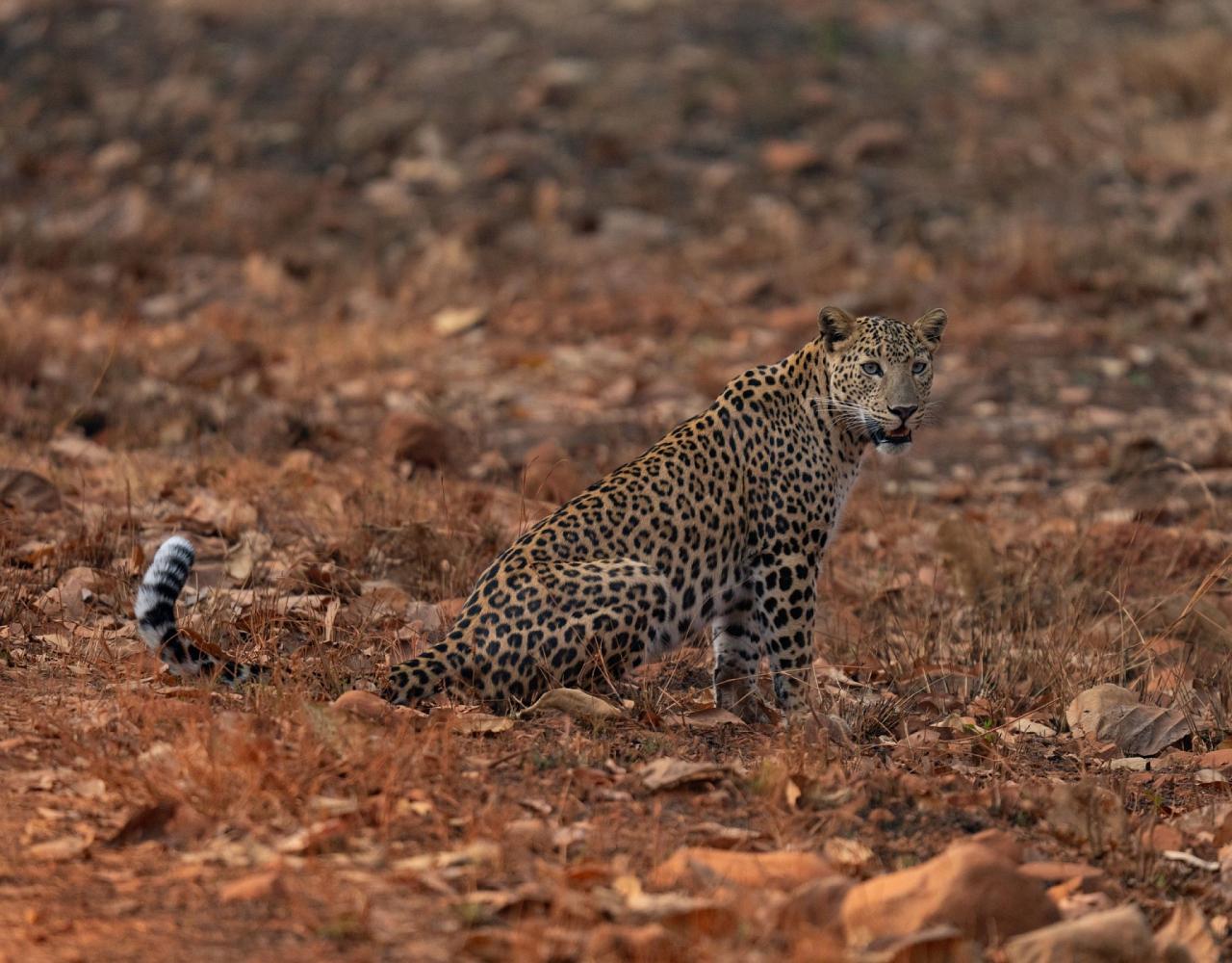 Birding India, Bird watching Asia, India Nature Tour, Big Cats in India, Naturalist Journeys, Wildlife Tour, Wildlife Photography, Ecotourism, Specialty Birds, Birding Hotspot, Tiger Reserve, Snow Leopards