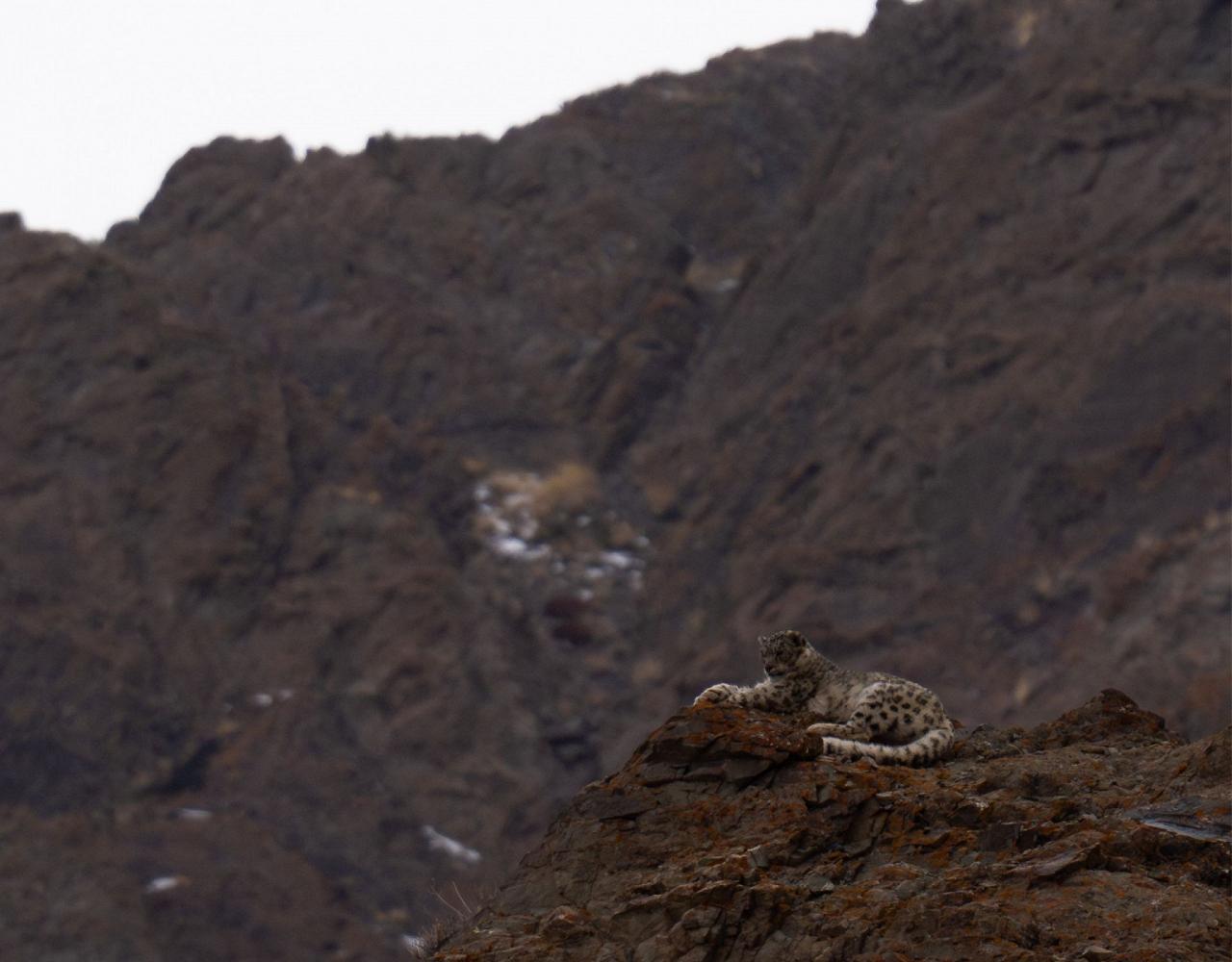Birding India, Bird watching Asia, India Nature Tour, Big Cats in India, Naturalist Journeys, Wildlife Tour, Wildlife Photography, Ecotourism, Specialty Birds, Birding Hotspot, Tiger Reserve, Snow Leopards