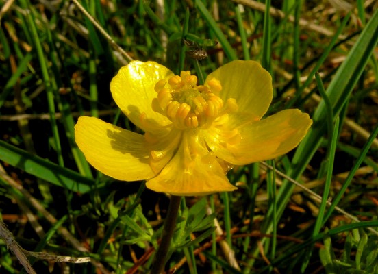 Sagebrush Buttercup, Oregon, Oregon Wildlife Tour, Oregon Botany, Naturalist Journeys, Oregon birding tour