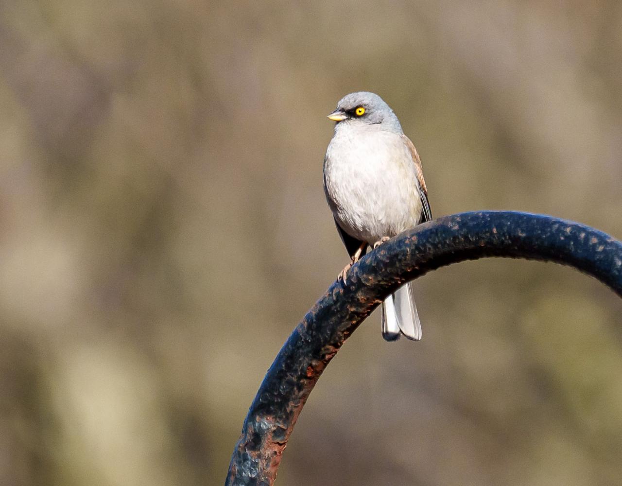 Birding Mexico, Bird Watching Mexico, Naturalist Journeys, Wildlife Tour, Wildlife Photography, Ecotourism, Specialty Birds, Endemic Birds, Birding Hotspot, Monarch Migration, Butterflies