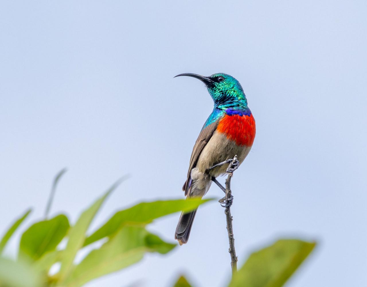 Birding South Africa, Bird watching South Africa, Cape Town, African birds, African Safari, Naturalist Journeys, Wildlife Tour, Wildlife Photography, Ecotourism, Specialty Birds, Endemic Birds, Birding Hotspot