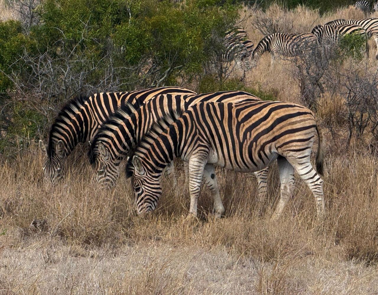 Birding South Africa, Bird watching South Africa, Cape Town, African birds, African Safari, Naturalist Journeys, Wildlife Tour, Wildlife Photography, Ecotourism, Specialty Birds, Endemic Birds, Birding Hotspot