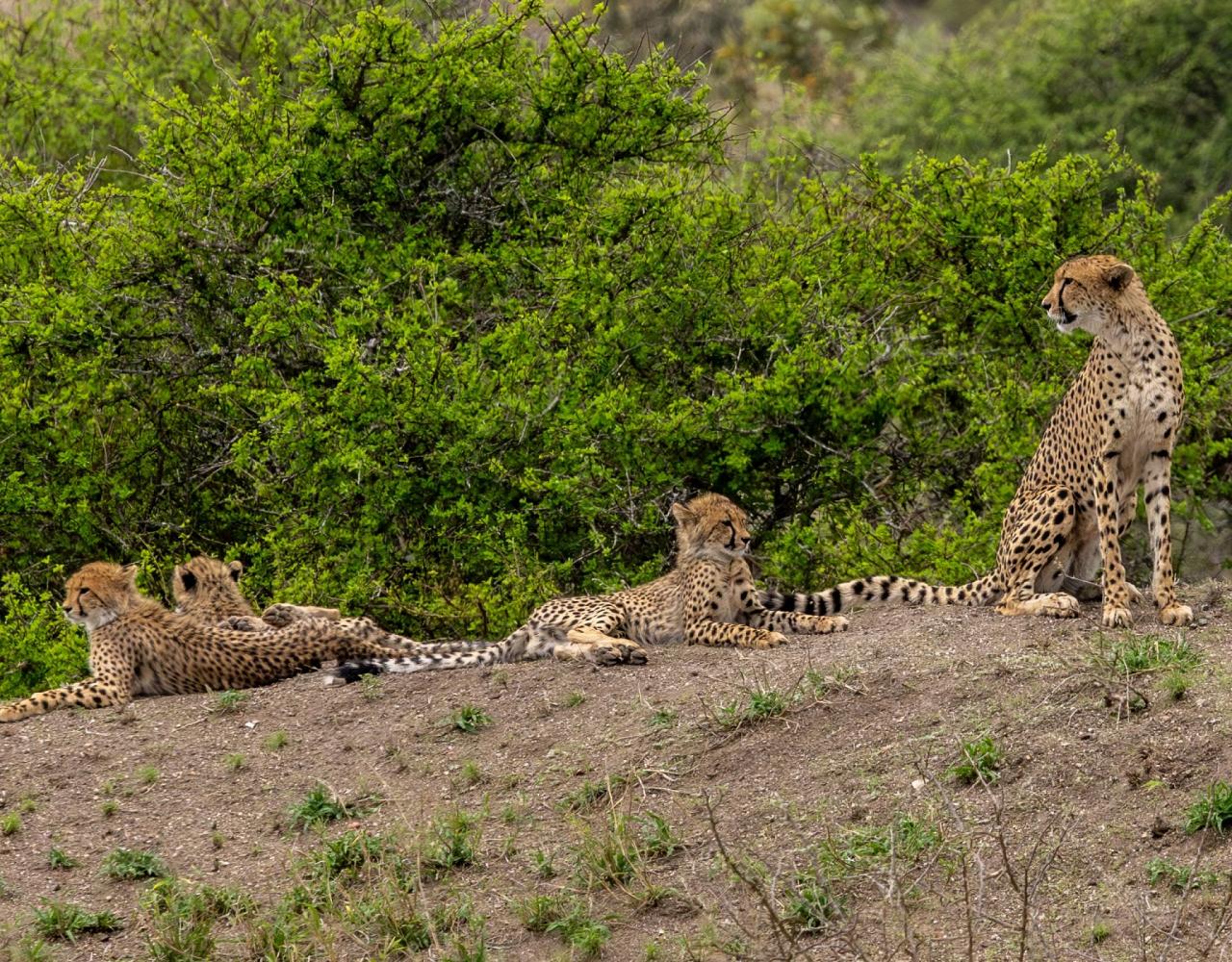 Birding South Africa, Bird watching South Africa, Cape Town, African birds, African Safari, Naturalist Journeys, Wildlife Tour, Wildlife Photography, Ecotourism, Specialty Birds, Endemic Birds, Birding Hotspot