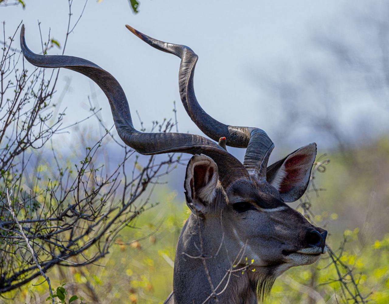 Birding South Africa, Bird watching South Africa, Cape Town, African birds, African Safari, Naturalist Journeys, Wildlife Tour, Wildlife Photography, Ecotourism, Specialty Birds, Endemic Birds, Birding Hotspot