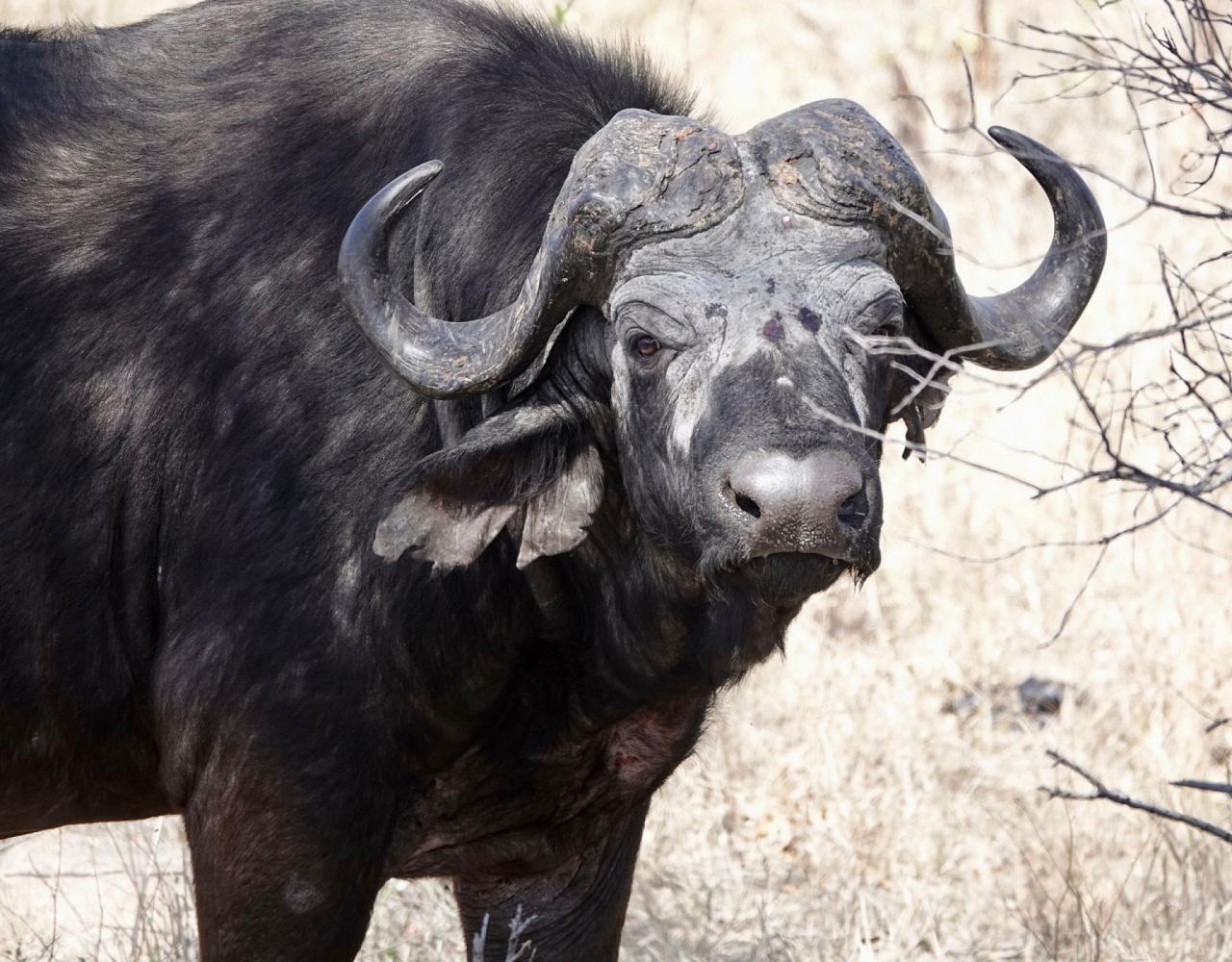 Birding South Africa, Bird watching South Africa, Cape Town, African birds, African Safari, Naturalist Journeys, Wildlife Tour, Wildlife Photography, Ecotourism, Specialty Birds, Endemic Birds, Birding Hotspot