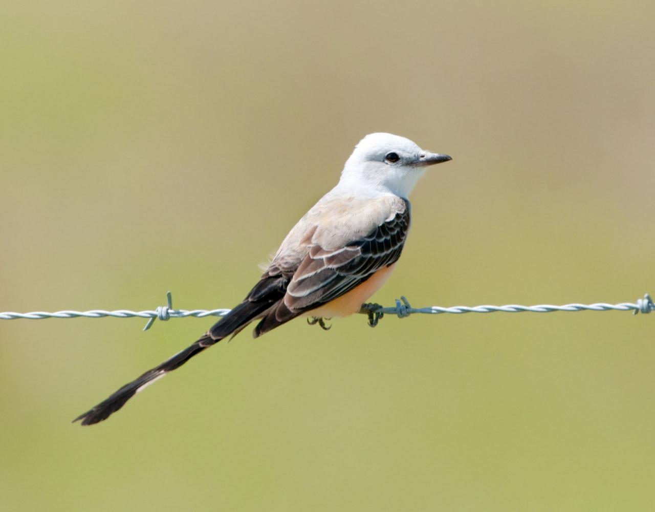 Birding Florida, Bird Watching Florida, North American Birds, Naturalist Journeys, Wildlife Tour, Wildlife Photography, Ecotourism, Specialty Birds, Endemic Birds, Birding Hotspot, Migration, Little St. Simons Island